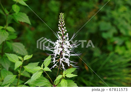 7月 調布389キャッツウイスカー・シソ科(猫の髭・クミスクチン)・京王フローラルガーデンアンジェ 7月 調布389キャッツウイスカー・シソ科(猫の髭・クミスクチン)・京王フローラルガーデンアンジェ 67811573