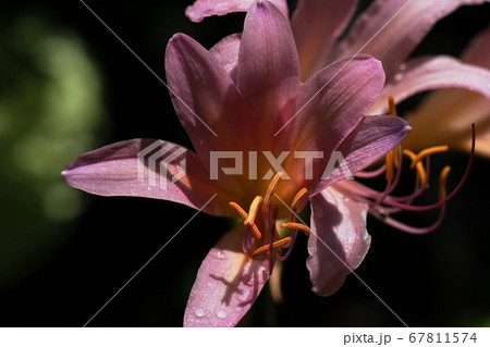 7月 調布386ナツズイセン・ヒガンバナ科・京王フローラルガーデンアンジェ 7月 調布386ナツズイセン・ヒガンバナ科・京王フローラルガーデンアンジェ 67811574