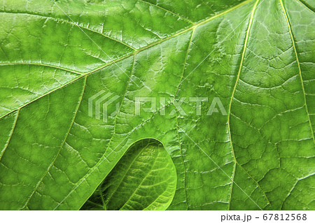image of fresh leaf background  67812568