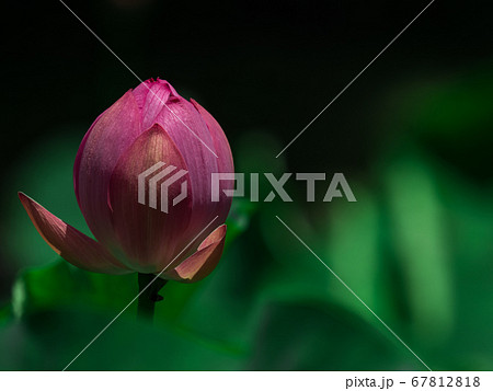 ピンク色の花が咲く古代蓮　7月 67812818