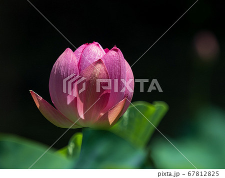 ピンク色の花が咲く古代蓮　7月 67812825