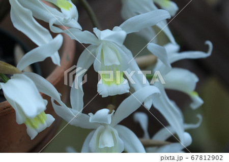白い蘭の写真素材