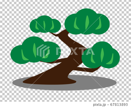 松の木のイラスト 67813893