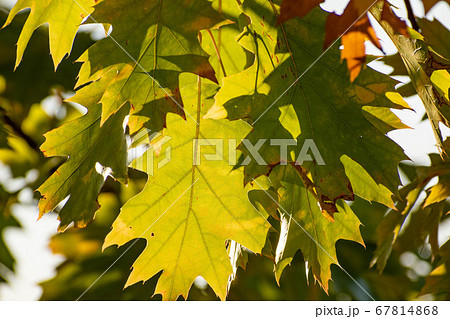 緑のアカナラの葉 緑のアカナラの葉 67814868
