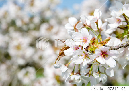 青空の下の満開の桜 青空の下の満開の桜 67815102