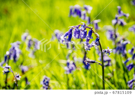 紫色のかわいいブルーベルの花の写真素材