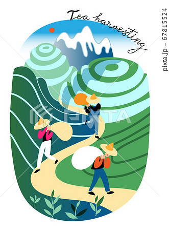 Asian man engaged in tea harvesting on plantation 67815524