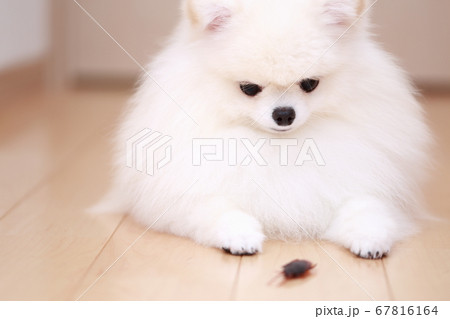 ゴキブリに興味を持つ愛犬ポメラニアン 67816164