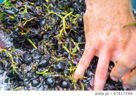 squeezes grapes, hands, for cooking, grape juice 67817266