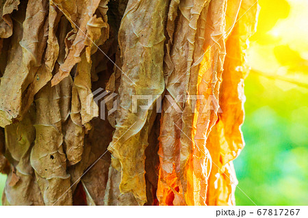 dry tobacco leaf is dried in the sun 67817267