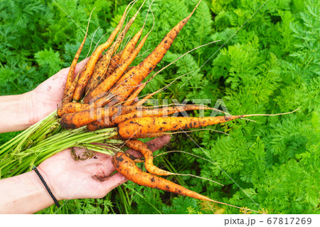 carrot crop in the hands of a woman farmer. 67817269