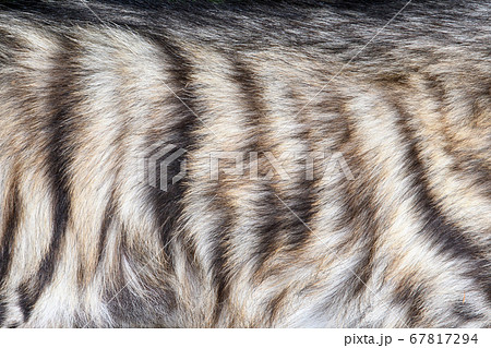 Closeup real hyena skin texture 67817294