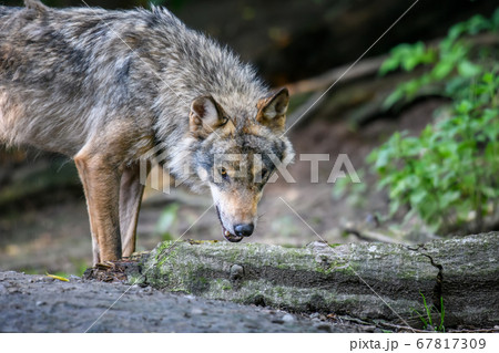 Gray wolf, Canis lupus, in the summer light, in Gray wolf, Canis lupus, in the summer light, in 67817309