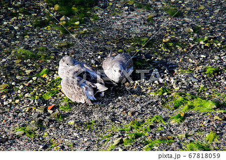 ノルウェー ハダンゲルフィヨルド、ウルヴィク地区のリゾートホテルの庭で羽を休める鳩の仲間 ノルウェー ハダンゲルフィヨルド、ウルヴィク地区のリゾートホテルの庭で羽を休める鳩の仲間 67818059