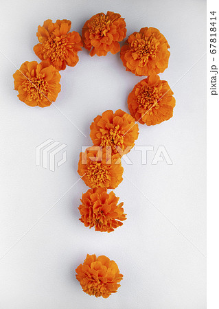 image of flower white background 67818414