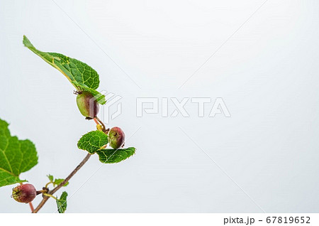 マタタビの実　ドングリ型 67819652