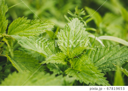 Twigs Of Wild Plant Nettle - Stinging Nettle - Urtica Dioica In Summer Spring Meadow. Close Up Twigs Of Wild Plant Nettle - Stinging Nettle - Urtica Dioica In Summer Spring Meadow. Close Up 67819653