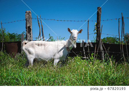 White domestic goats with collars graze in green grass in the summer in the countryside. The concept of domestic pastoralism in the summer season 67820193