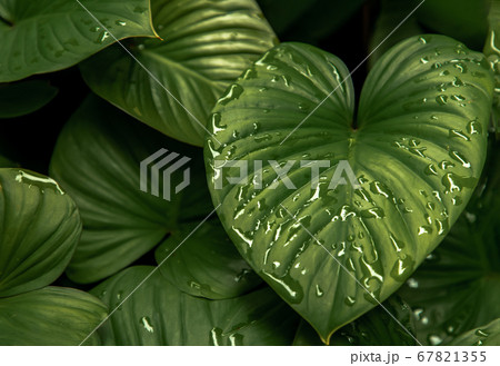 Homalomena rubescens kunth (King of Heart). Homalomena rubescens kunth (King of Heart). 67821355