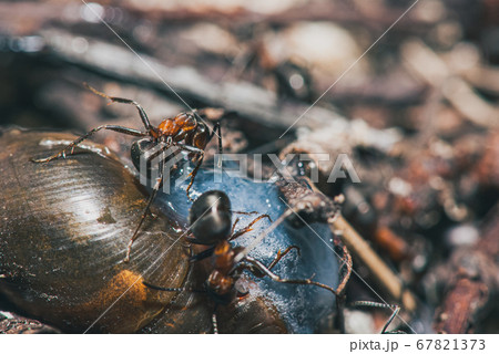 forest ants team eat wood snails. A perfect example of teamwork. Selective focus macro shot with shallow DOF forest ants team eat wood snails. A perfect example of teamwork. Selective focus macro shot with shallow DOF 67821373