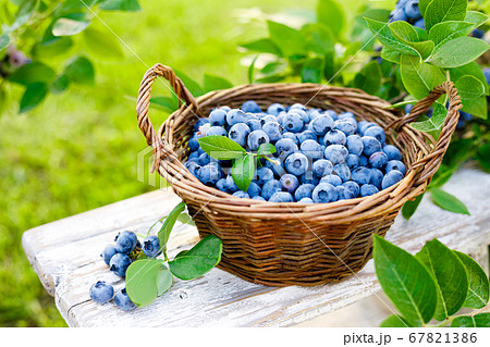 Blueberry. Fresh berries with leaves on branch in Blueberry. Fresh berries with leaves on branch in 67821386