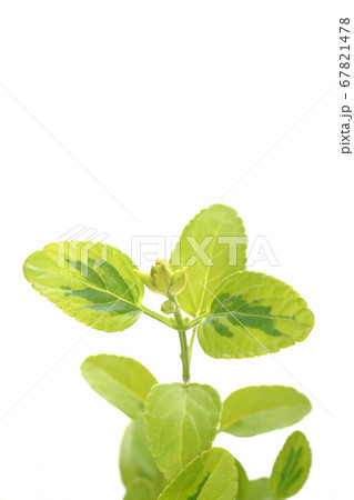 チェリーセージ・ムーンライトオーバー 67821478