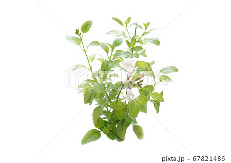 チェリーセージ・ムーンライトオーバー 67821486