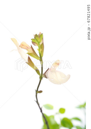 チェリーセージ・ムーンライトオーバー 67821495