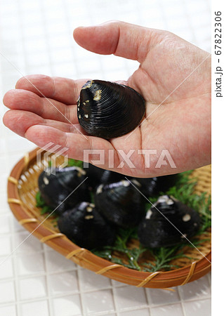 大シジミ 大シジミ 67822306