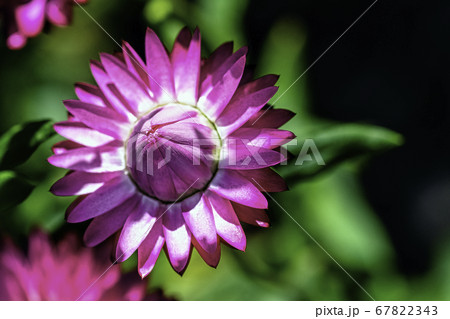 Xerochrysum bracteatum known as the golden everlasting or strawflower 67822343