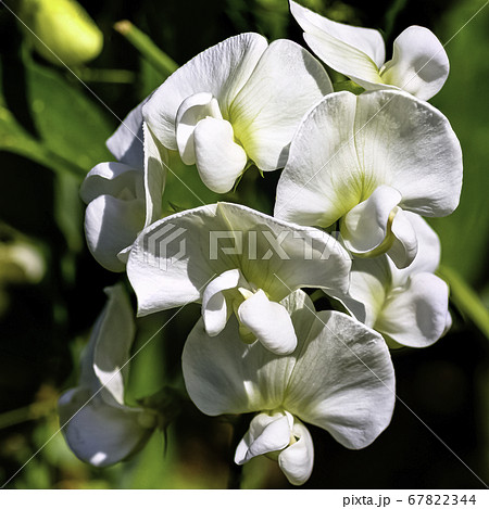 Lathyrus odoratus known as sweet pea in British park - London, UK 67822344