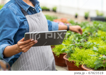 Modern plant care in smart greenhouse. Girl in apron checks flowers and looks at tablet Modern plant care in smart greenhouse. Girl in apron checks flowers and looks at tablet 67823519