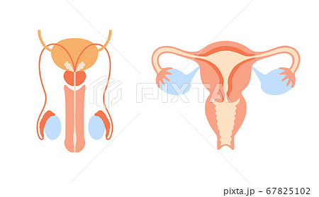 Reproductive system concept - Stock Illustration [67825102] - PIXTA
