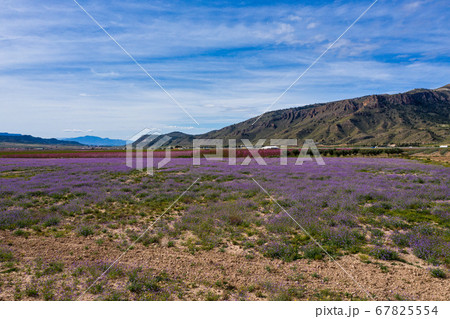 Peach blossom in Jumilla in the Murcia region in Peach blossom in Jumilla in the Murcia region in 67825554