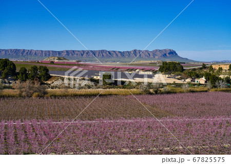 Peach blossom in Cieza La Torre in the Murcia Peach blossom in Cieza La Torre in the Murcia 67825575