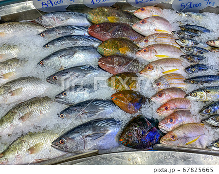 Assorted fish good arrangement frozen on ice at seafood market 67825665