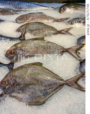 Black pomfret fish on frozen ice for sale at supermarket Black pomfret fish on frozen ice for sale at supermarket 67825748
