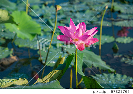 Pink lotus flower blooming on water surrounded with green leaves Pink lotus flower blooming on water surrounded with green leaves 67825762
