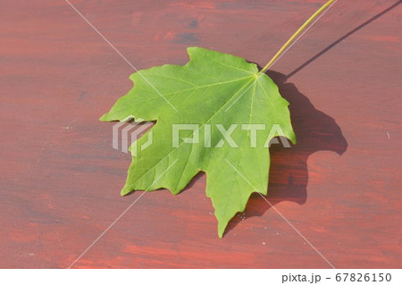 初夏のサトウカエデの葉 初夏のサトウカエデの葉 67826150