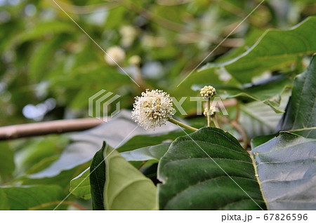 カンレンボクの花 67826596