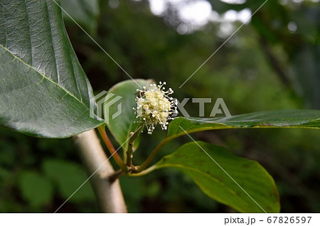 カンレンボクの花 67826597