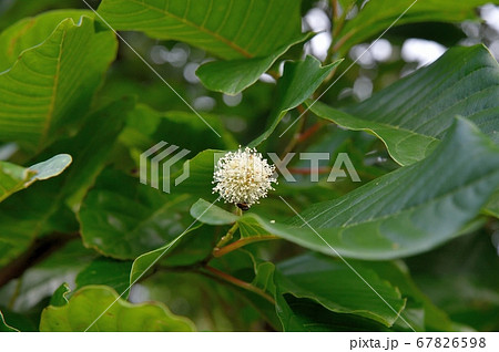 カンレンボクの花 カンレンボクの花 67826598