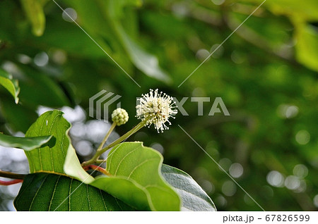 カンレンボクの花 67826599