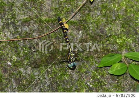 ヤブヤンマの産卵 ヤブヤンマの産卵 67827900