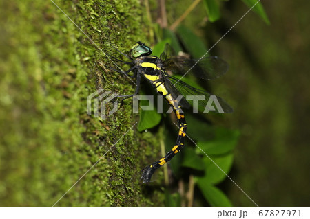 ヤブヤンマの産卵 ヤブヤンマの産卵 67827971