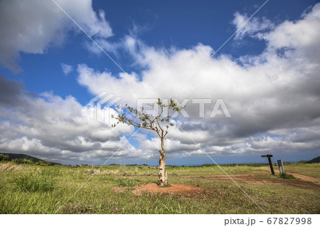 風景 済州 火山 67827998