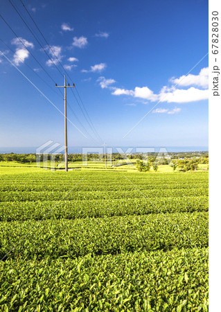 風景 済州 緑茶畑 67828030