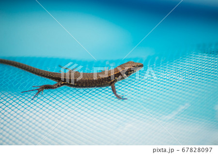 Portrait of little lizard lizard rescued from Portrait of little lizard lizard rescued from 67828097
