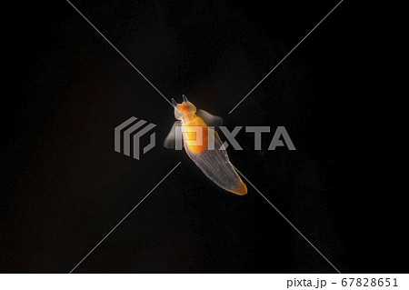 クリオネ。流氷の天使。黒背景。 クリオネ。流氷の天使。黒背景。 67828651