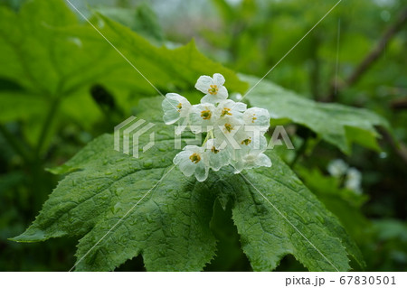 栂池自然園 サンカヨウ 長野 長野県 透明 透明の花 サンカヨウの花 山荷葉 山荷葉の花 白い花 フの写真素材